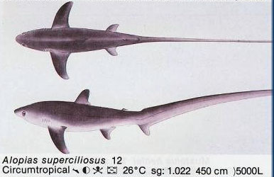 Alopias superciliosus